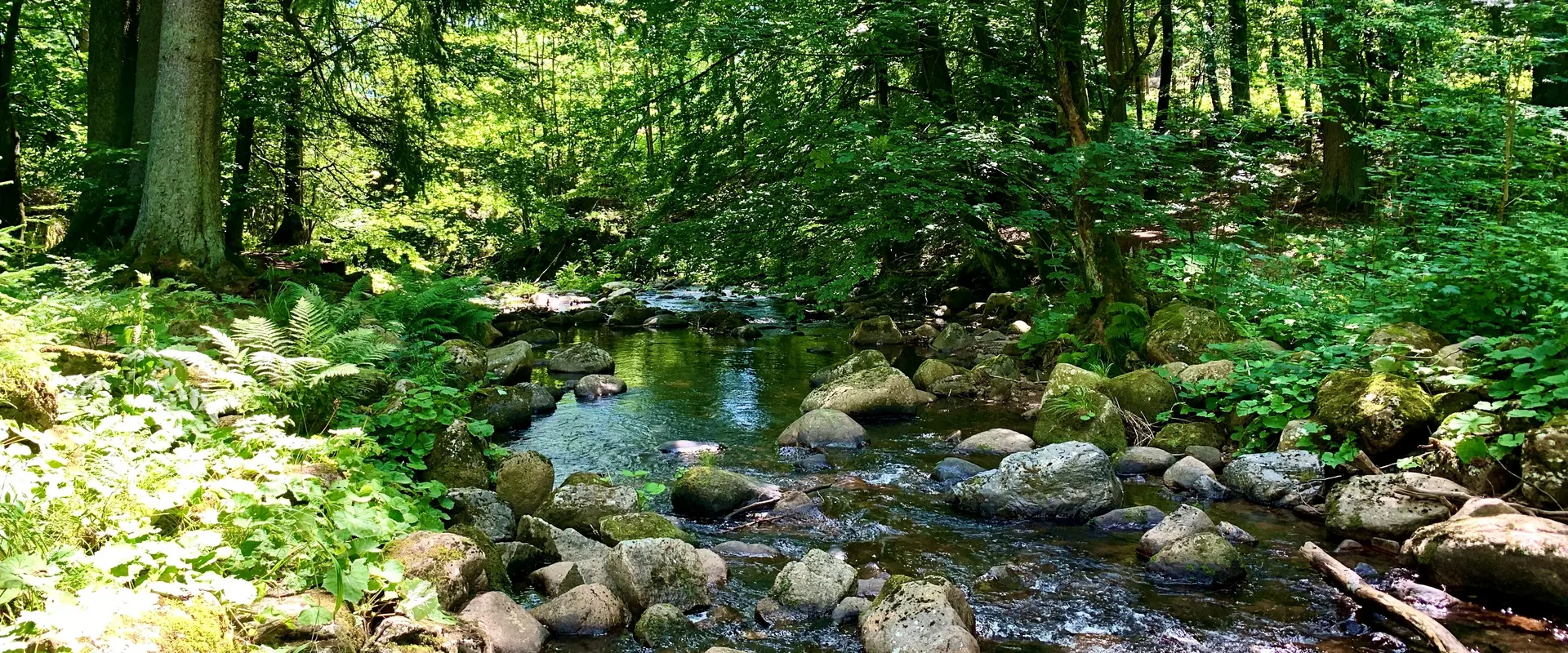 Fluss im Harz